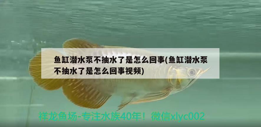 魚缸潛水泵不抽水了是怎么回事(魚缸潛水泵不抽水了是怎么回事視頻)