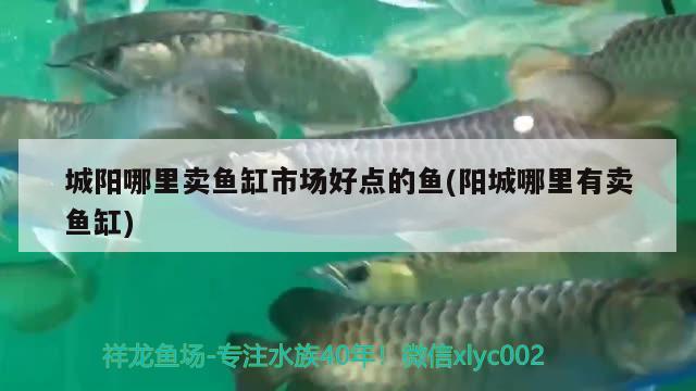 城陽哪里賣魚缸市場好點的魚(陽城哪里有賣魚缸) 元寶鳳凰魚百科 第2張