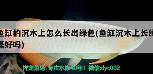 魚缸的沉木上怎么長出綠色(魚缸沉木上長綠藻好嗎)