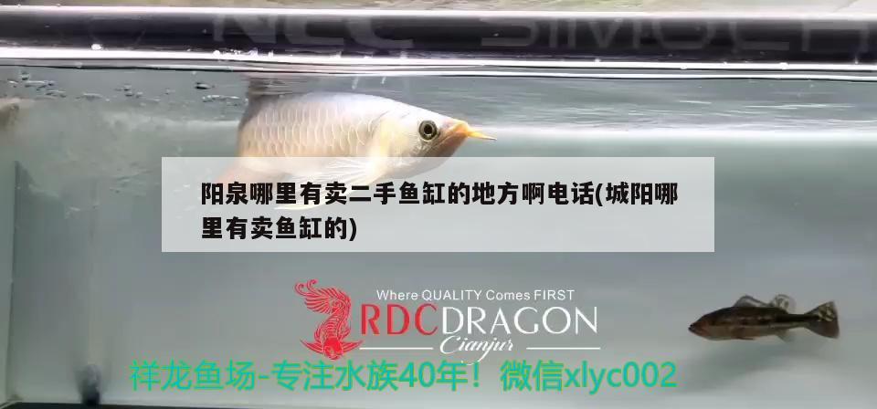 陽泉哪里有賣二手魚缸的地方啊電話(城陽哪里有賣魚缸的) 黑白雙星