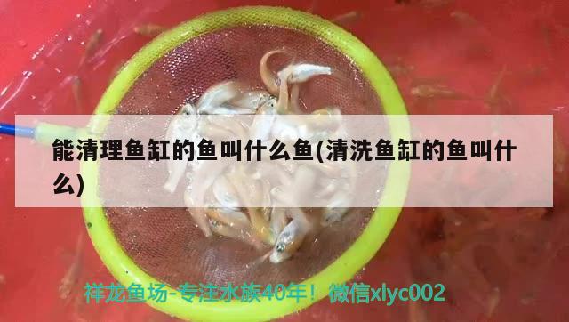 能清理魚缸的魚叫什么魚(清洗魚缸的魚叫什么) 觀賞魚批發(fā)