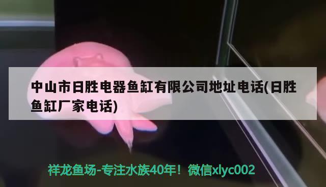 中山市日勝電器魚缸有限公司地址電話(日勝魚缸廠家電話) 金頭過背金龍魚