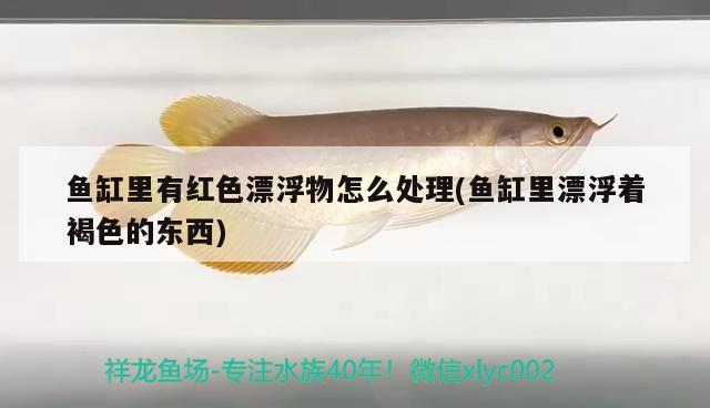 魚缸里有紅色漂浮物怎么處理(魚缸里漂浮著褐色的東西)