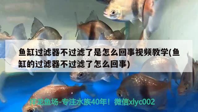 魚缸過濾器不過濾了是怎么回事視頻教學(魚缸的過濾器不過濾了怎么回事) 丹頂錦鯉魚