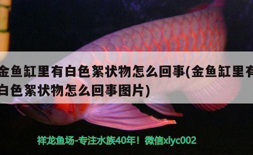 金魚缸里有白色絮狀物怎么回事(金魚缸里有白色絮狀物怎么回事圖片)