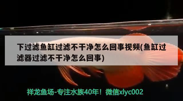 下過濾魚缸過濾不干凈怎么回事視頻(魚缸過濾器過濾不干凈怎么回事) 進(jìn)口元寶鳳凰魚