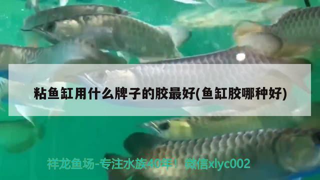 粘魚缸用什么牌子的膠最好(魚缸膠哪種好) 紅龍福龍魚