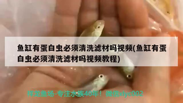 魚(yú)缸有蛋白蟲(chóng)必須清洗濾材嗎視頻(魚(yú)缸有蛋白蟲(chóng)必須清洗濾材嗎視頻教程)