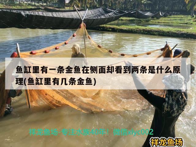 魚(yú)缸里有一條金魚(yú)在側(cè)面卻看到兩條是什么原理(魚(yú)缸里有幾條金魚(yú)) 撒旦鴨嘴魚(yú)