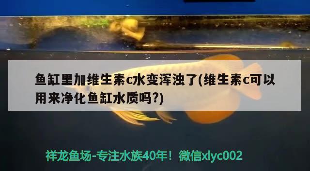 魚缸里加維生素c水變渾濁了(維生素c可以用來凈化魚缸水質(zhì)嗎?)