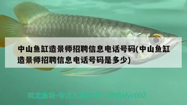 中山魚缸造景師招聘信息電話號碼(中山魚缸造景師招聘信息電話號碼是多少) 黃金斑馬魚