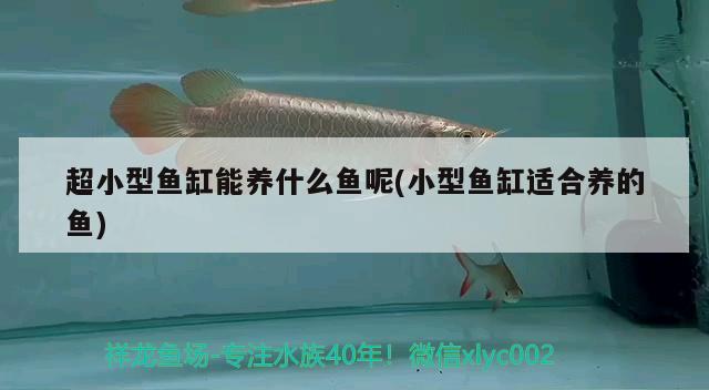 超小型魚缸能養(yǎng)什么魚呢(小型魚缸適合養(yǎng)的魚)