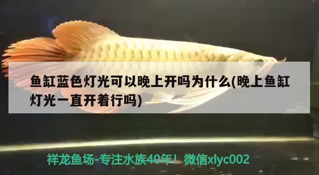 魚缸藍色燈光可以晚上開嗎為什么(晚上魚缸燈光一直開著行嗎) 赤荔鳳冠魚