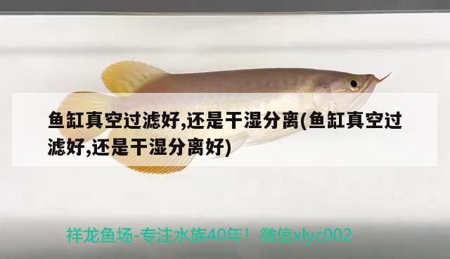 魚缸真空過濾好,還是干濕分離(魚缸真空過濾好,還是干濕分離好)