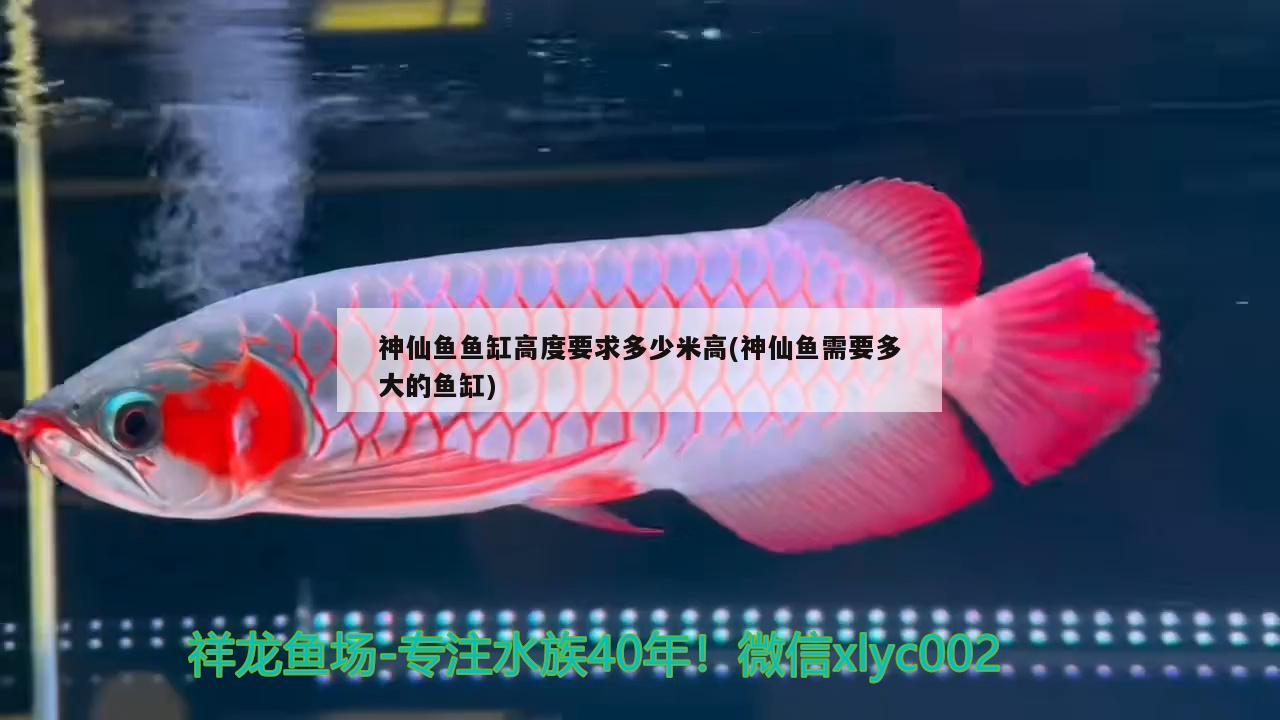 神仙魚魚缸高度要求多少米高(神仙魚需要多大的魚缸) 黃鰭鯧魚