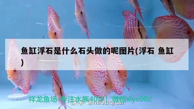 魚缸浮石是什么石頭做的呢圖片(浮石魚缸) 魚缸風(fēng)水