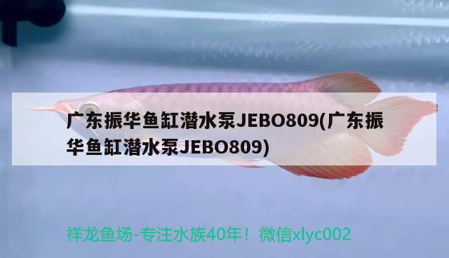 廣東振華魚缸潛水泵JEBO809(廣東振華魚缸潛水泵JEBO809) 斯維尼關(guān)刀魚