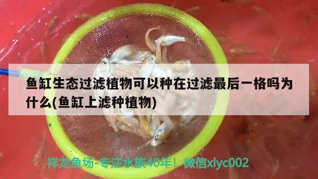 魚缸生態(tài)過濾植物可以種在過濾最后一格嗎為什么(魚缸上濾種植物)