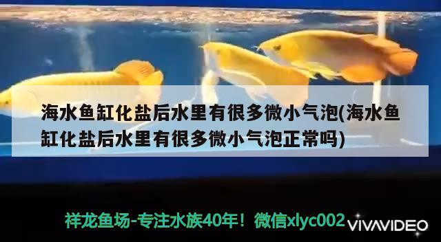 海水魚缸化鹽后水里有很多微小氣泡(海水魚缸化鹽后水里有很多微小氣泡正常嗎)