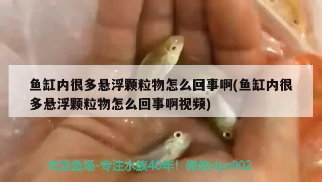 魚(yú)缸內(nèi)很多懸浮顆粒物怎么回事啊(魚(yú)缸內(nèi)很多懸浮顆粒物怎么回事啊視頻) 觀賞魚(yú)水族批發(fā)市場(chǎng)