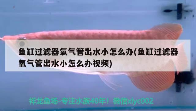 魚(yú)缸過(guò)濾器氧氣管出水小怎么辦(魚(yú)缸過(guò)濾器氧氣管出水小怎么辦視頻) 豹紋夫魚(yú)苗