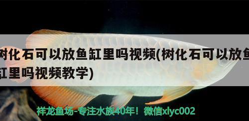 樹化石可以放魚缸里嗎視頻(樹化石可以放魚缸里嗎視頻教學)