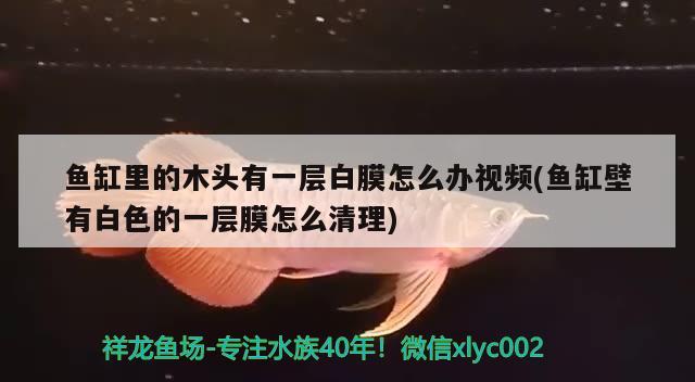 魚(yú)缸里的木頭有一層白膜怎么辦視頻(魚(yú)缸壁有白色的一層膜怎么清理) 森森魚(yú)缸