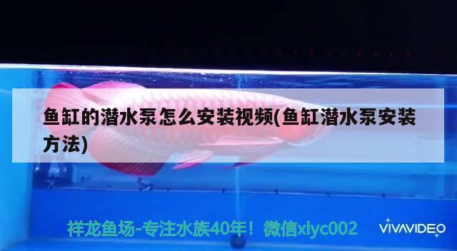 魚(yú)缸的潛水泵怎么安裝視頻(魚(yú)缸潛水泵安裝方法) 埃及神仙魚(yú)