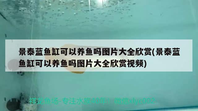 景泰藍(lán)魚(yú)缸可以養(yǎng)魚(yú)嗎圖片大全欣賞(景泰藍(lán)魚(yú)缸可以養(yǎng)魚(yú)嗎圖片大全欣賞視頻) 招財(cái)戰(zhàn)船魚(yú)