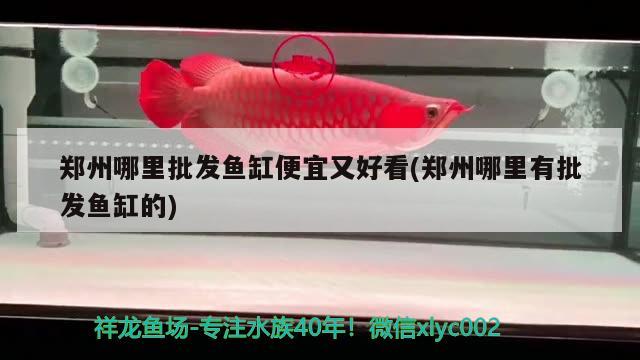 鄭州哪里批發(fā)魚缸便宜又好看(鄭州哪里有批發(fā)魚缸的)