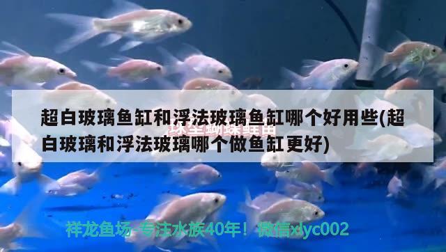 超白玻璃魚缸和浮法玻璃魚缸哪個好用些(超白玻璃和浮法玻璃哪個做魚缸更好) 白玉紅龍魚