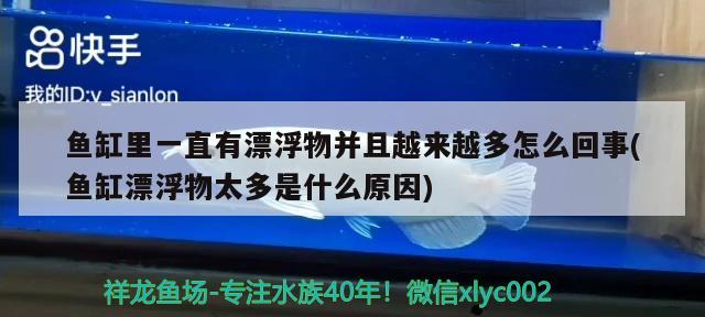 魚缸里一直有漂浮物并且越來越多怎么回事(魚缸漂浮物太多是什么原因) 泰國雪鯽魚