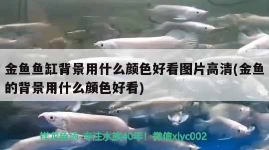 金魚魚缸背景用什么顏色好看圖片高清(金魚的背景用什么顏色好看)