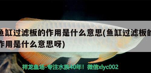 魚缸過濾板的作用是什么意思(魚缸過濾板的作用是什么意思呀)