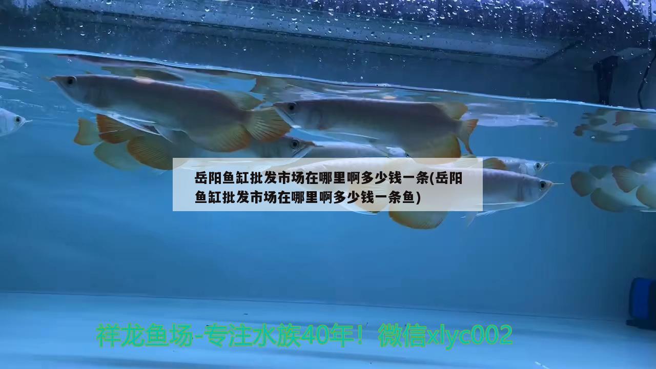 岳陽(yáng)魚(yú)缸批發(fā)市場(chǎng)在哪里啊多少錢(qián)一條(岳陽(yáng)魚(yú)缸批發(fā)市場(chǎng)在哪里啊多少錢(qián)一條魚(yú)) 三間鼠魚(yú)