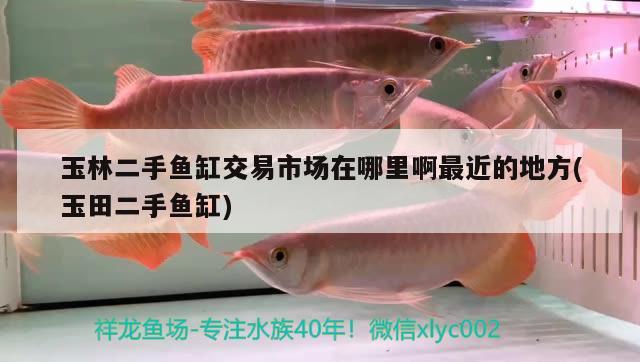 玉林二手魚缸交易市場在哪里啊最近的地方(玉田二手魚缸) 白子關(guān)刀魚苗