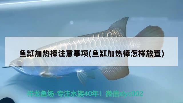 魚缸加熱棒注意事項(魚缸加熱棒怎樣放置)