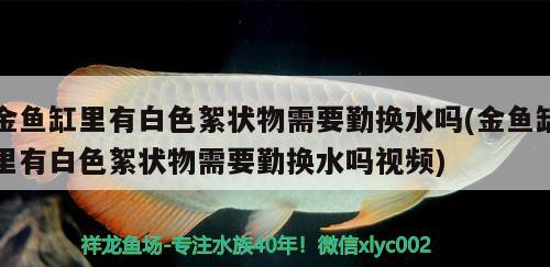 金魚缸里有白色絮狀物需要勤換水嗎(金魚缸里有白色絮狀物需要勤換水嗎視頻)