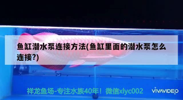 魚缸潛水泵連接方法(魚缸里面的潛水泵怎么連接?) 泰國虎魚