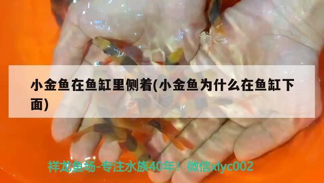 小金魚在魚缸里側著(小金魚為什么在魚缸下面)