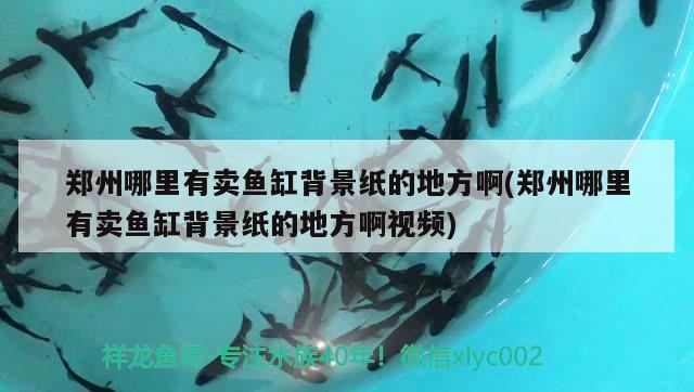 鄭州哪里有賣魚缸背景紙的地方啊(鄭州哪里有賣魚缸背景紙的地方啊視頻) 電鰻