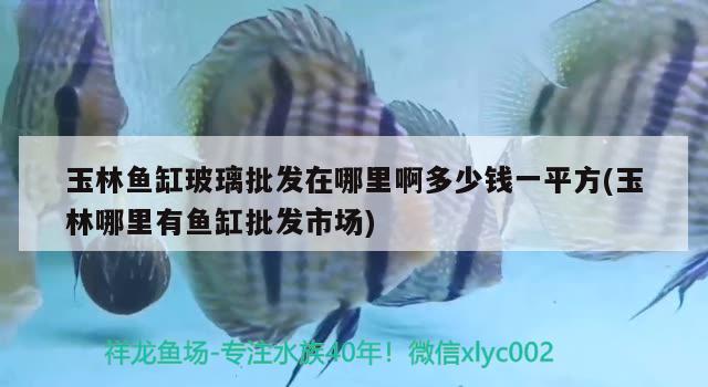 玉林魚缸玻璃批發(fā)在哪里啊多少錢一平方(玉林哪里有魚缸批發(fā)市場)