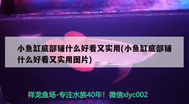 小魚缸底部鋪什么好看又實用(小魚缸底部鋪什么好看又實用圖片) 魟魚百科