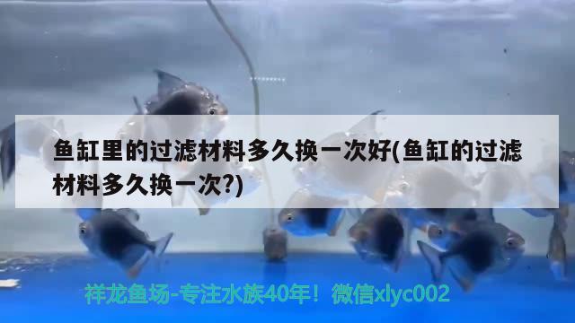 魚缸里的過濾材料多久換一次好(魚缸的過濾材料多久換一次?) 黑白雙星