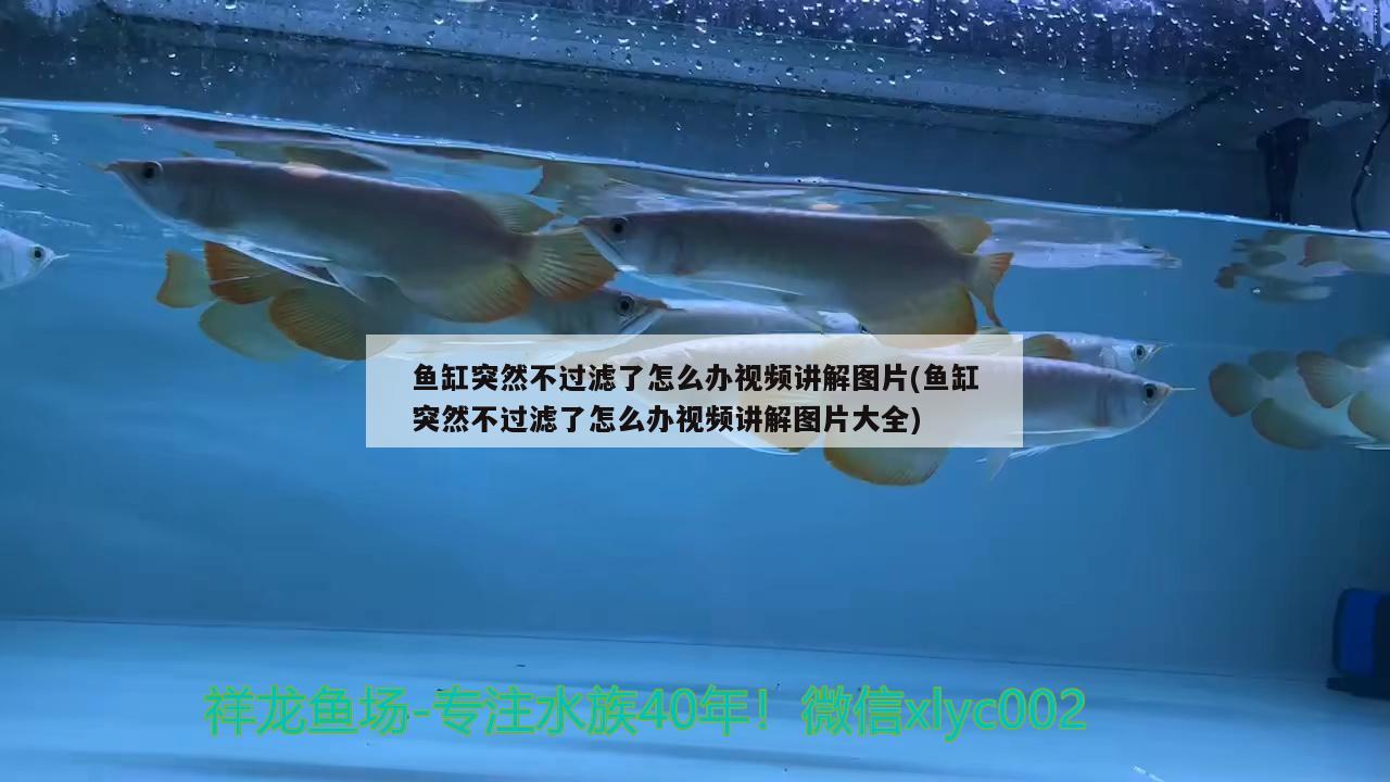 魚缸突然不過濾了怎么辦視頻講解圖片(魚缸突然不過濾了怎么辦視頻講解圖片大全) 祥禾Super Red紅龍魚 第2張