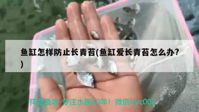 魚缸怎樣防止長青苔(魚缸愛長青苔怎么辦?) 廣州水族器材濾材批發(fā)市場