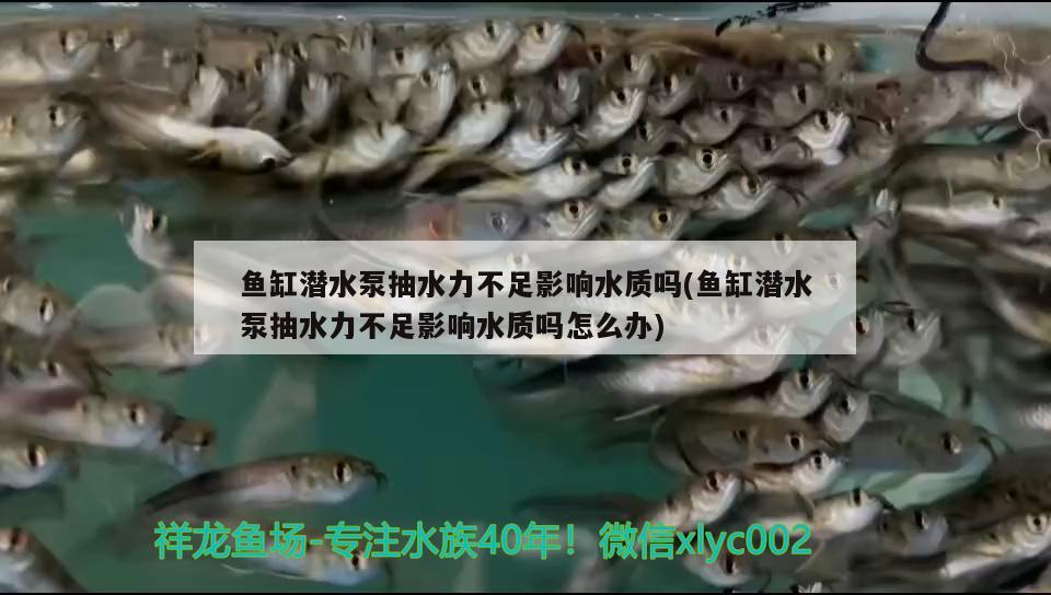 魚缸潛水泵抽水力不足影響水質(zhì)嗎(魚缸潛水泵抽水力不足影響水質(zhì)嗎怎么辦) 粗線銀版魚苗