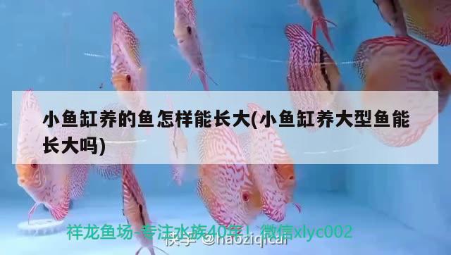 小魚(yú)缸養(yǎng)的魚(yú)怎樣能長(zhǎng)大(小魚(yú)缸養(yǎng)大型魚(yú)能長(zhǎng)大嗎) 稀有紅龍品種