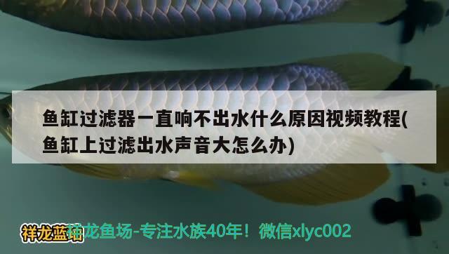 魚缸過濾器一直響不出水什么原因視頻教程(魚缸上過濾出水聲音大怎么辦)