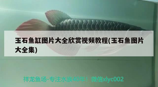 玉石魚缸圖片大全欣賞視頻教程(玉石魚圖片大全集)